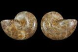 Cut & Polished, Agatized Ammonite Fossil (Pair)- Jurassic #110774-1